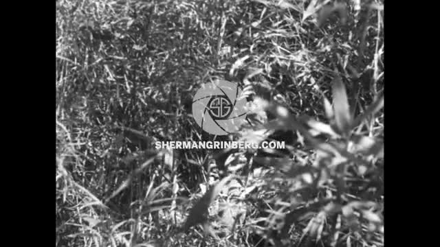 preview clip thumb